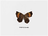 藏品(錨紋蛾)的圖片